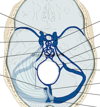 下垂体腫瘍に対するガンマナイフ治療